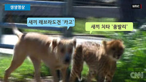 [생생영상] 한시도 떨어지지 않는 그들&hellip;치타와 강아지의 특별한 우정