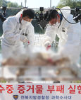 섬네일이미지  1:13일 오전 전북 김제시 백구면의 한 담수호에서 수중 증거력 증명력 향상 실험을 위해 전북경찰청 과학수사대원들이 안락사한 돼지를 묶고 있다. 