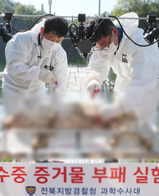 메인이미지  1 : 13일 오전 전북 김제시 백구면의 한 담수호에서 수중 증거력 증명력 향상 실험을 위해 전북경찰청 과학수사대원들이 안락사한 돼지를 묶고 있다. 
