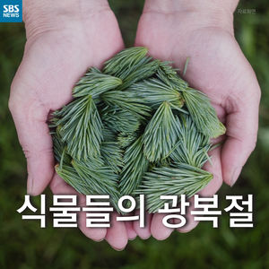 [카드뉴스] 식물들의 광복절