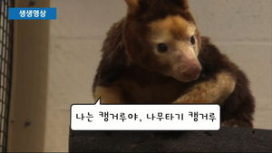 [생생영상] '나무늘보? 캥거루?' 멸종위기종 나무타기캥거루 공개