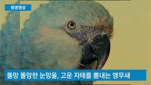 [생생영상] '몸값' 수억짜리 앵무새&hellip;깜찍한 생김새