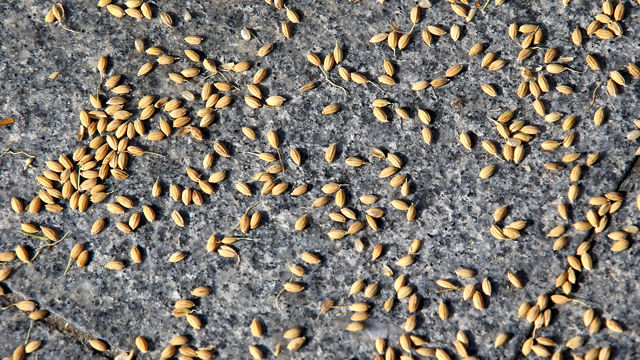 메인이미지  4 : 27일 오후 정부서울청사 앞에서 열린 정부의 쌀 대책 규탄 및 쌀 수입 중단 촉구 기자회견에서 농민들이 정부에 항의 차원에서 뿌른 벼낱알들이 청사 앞 인도에 흩어져 있다.