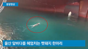 [생생영상] 바다 헤엄쳐온 150kg 멧돼지&hellip;조선소서 난동