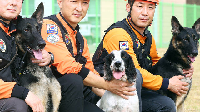 메인이미지  10 : 28일 대구 중앙119구조본부의 인명구조견 2급 공인인증평가에 합격한 황우석 박사 복제견 나라와 다솔(왼쪽부터). 오른쪽은 인증평가에서 탈락한 누리. (대구=연합)