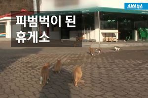 입에서 피 토하며 죽은 고양이들&hellip;"하늘에선 편안하길"