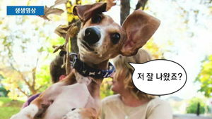 [생생영상] 약혼 사진에 한가운데 강아지?&hellip;시선 강탈