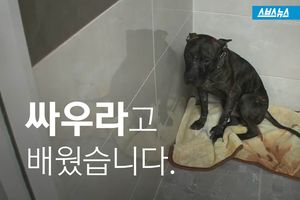 주인 돈벌이 위해 싸우는 '투견'&hellip;잔인한 현실