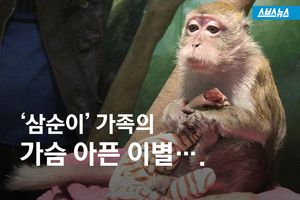 아파트에 사는 원숭이&hellip;'삼순이' 가족의 가슴 아픈 이별
