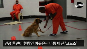[비디오머그] 美, 교도소 재소자들과 유기견들의 특별한 만남