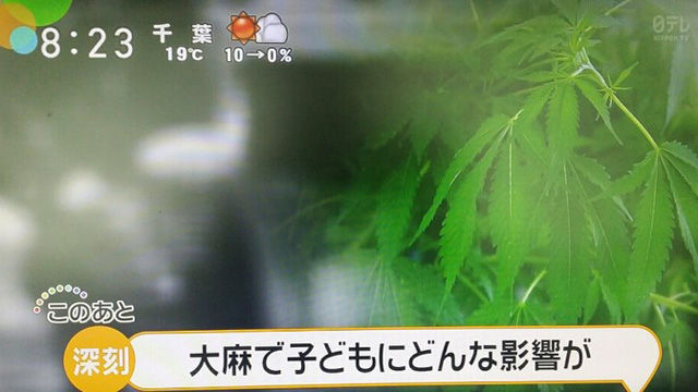 초등학교 6학년 대마초 사건을 보도하는 NTV 화면, 자막은 "대마초가 어린이에게 어떤 영향을"