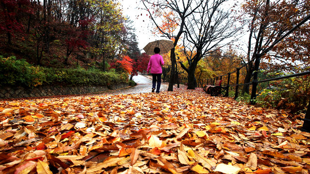 메인이미지  1 : 전국에 비가 내린 13일 오후 경기도 수원시 팔달산에서 시민들이 산책을 하고 있다.