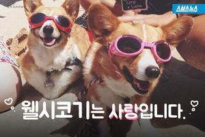 뒤태에 '심쿵'&hellip;웰시코기의 치명적인 매력