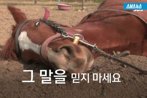 귀찮으면 '죽은 척'&hellip;꾀 부리는 말 '진강이'