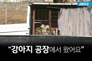 '저는 강아지 공장에서 왔어요'