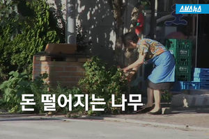 돈 떨어지는 나무..