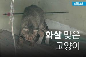 고양이 몸 관통한 양궁용 화살 '잔혹'&hellip;대체 누가?