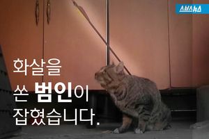 길고양이에 화살 쏜 범인 자수&hellip;"울컥해서 그랬다"