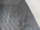 섬네일이미지  1:지난달 26일 경남 창원시 마산합포구 자산동에서 화살에 맞은 길고양이가 다니고 있다. (창원=연합뉴스)