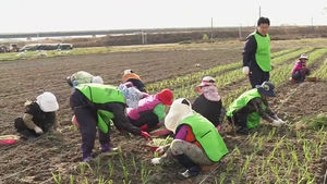[전주] '부족한 일손 돕기'&hellip;잇딴 봉사에 농촌 활기