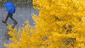 [취재파일] 잦은 비에 설악산 대설까지…가뭄 패턴 끝?