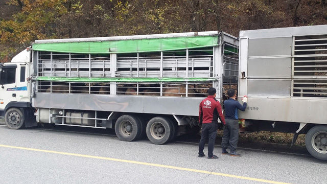 수로에 빠진 돼지 수송차량