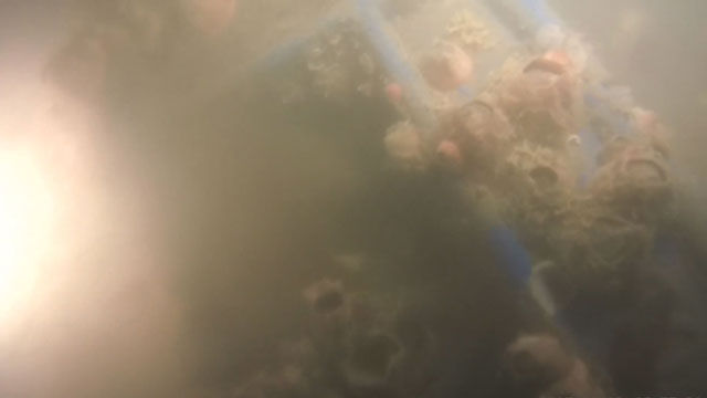 메인이미지  2 : 19일 오후 세월호 수중조사에 착수한 세월호참사 특별조사위원회가 이날 오전 잠수 촬영을 통해 확보한 침몰한 세월호 선체의 외부 일부 모습을 공개했다. 영상 속에서는 바다에 침몰한 세월호 선체 곳곳에서 조개류가 덕지덕지 낀 모습이 관찰됐다. 