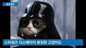 [생생영상] 너나없이 고양이 사진으로 도배&hellip;무슨 일?