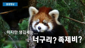 [생생영상] 인형이 움직이나?&hellip;아장아장 걷는 '레드 판다' 깜찍