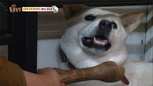 [액션퀴즈]반려견 마음을 돌리는 비법은?