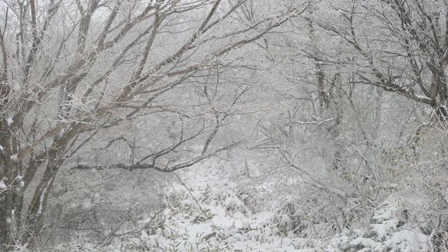 메인이미지  3 : 제주 산간 지역에 대설경보가 내린 26일 오전 한라산 1100고지가 온통 눈으로 덮여 있다. (제주=연합뉴스)