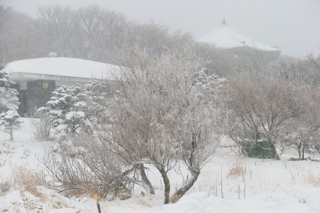 메인이미지  2 : 제주 산간 지역에 대설경보가 내린 26일 오전 한라산 1100고지가 온통 눈으로 덮여 있다. (제주=연합뉴스)