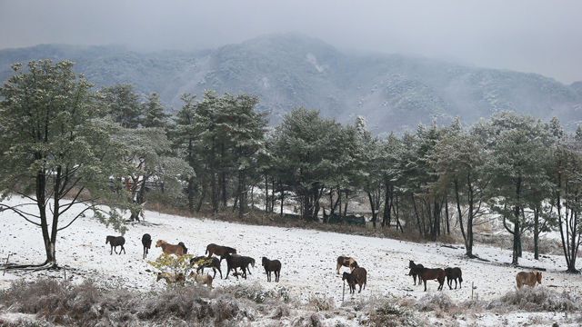 메인이미지  1 : 제주 산간 지역에 대설경보가 내린 26일 오전 한라산 중턱의 한 말농장에서 말들이 눈밭을 거닐고 있다. (제주=연합뉴스)