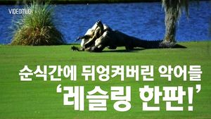 [비디오머그] 美 플로리다주 골프장에서 펼쳐진 악어들의 레슬링 한판