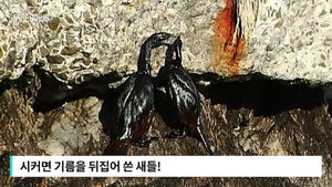 [비디오머그] '기름 뒤집어쓴 새들'&hellip;유조선 좌초 '처참'