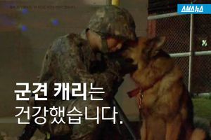 퇴역 한 달 만에&hellip;끔찍 사고 당한 군견 '캐리'