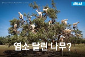염소 달린 나무?&hellip;인간의 욕심이 만든 씁쓸한 단면