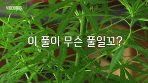 [비디오머그] 마리화나가 합법?&hellip;우루과이 '2015 마리화나 엑스포'