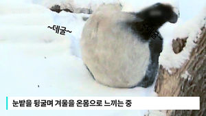 [비디오머그] 눈밭이 너무 좋은 아기 판다&hellip;천진난만한 모습