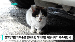 [자막뉴스] 내 차 보닛 안에도?&hellip;길고양이의 위험한 겨울나기