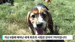 [자막뉴스] 세계 첫 '시험관 강아지'&hellip;"멸종위기 동물 생존 도울 것"
