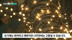 [자막뉴스] "빛에 말라죽어요"&hellip;크리스마스 트리의 눈물