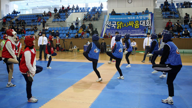 메인이미지  7 : 12일 춘천시 한림대체육관에서 '제1회 소양강배 전국 닭싸움 대회'가 열렸다. 이 대회는 춘천시가 닭갈비의 고장을 알리고자 마련했다.