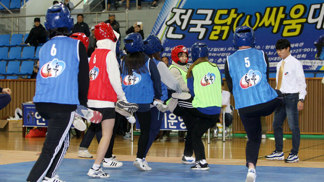 메인이미지  5 : 12일 춘천시 한림대체육관에서 '제1회 소양강배 전국 닭싸움 대회'가 열렸다. 이 대회는 춘천시가 닭갈비의 고장을 알리고자 마련했다.