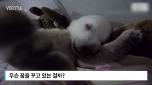 [비디오머그] 쿨쿨&sim; 혀 '쏙' 내민 채 꿈나라에 빠진 북극곰