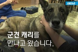 끔찍 사고 당했던 군견 캐리&hellip;그 후 기적같은 변화