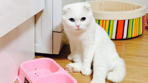 가구 22% 반려동물 기른다&hellip;고양이 사육 3년새 64%↑