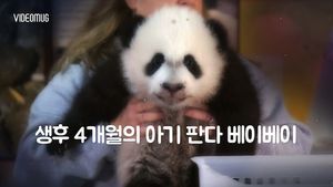 [비디오머그] ‘기자회견은 힘들어&sim;’ 꾸벅꾸벅 조는 아기 판다