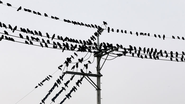 메인이미지  3 : 시베리아와 몽골 북부에서 날아온 것으로 알려진 떼까마귀 무리가 21일 오후 경기도 평택시 안중읍 일대 전깃줄에 앉아 휴식을 취하고 있다.