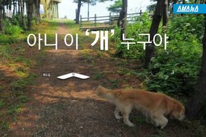 아니 이 '개' 누구야?&hellip;'죽도 개' 리트리버의 정체